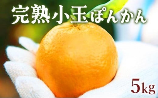 【先行予約】 完熟小玉ぽんかん＜5kg＞