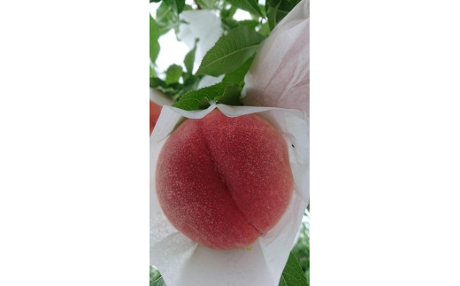 【2026年発送】山形県産　黄桃【品種おまかせ】秀　2kg　5～8玉