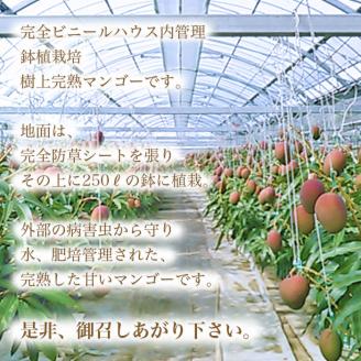 ＜鉢植え 樹上完熟マンゴー 2玉(800g～900g)＞2023年5月上旬～6月中旬迄に順次出荷