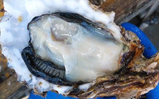 【浦戸 寒風沢島】生牡蠣500g～1kg（加熱用）