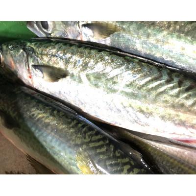 ふるさと納税 八幡浜市 竹中水産の「鯖の天日干し」脂のある大き目を5〜6匹ご用意!【C22-265】 |  | 02