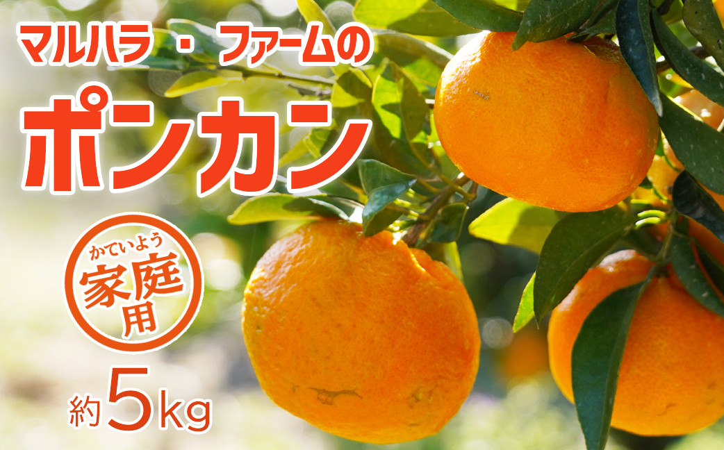 
                  【家庭用】マルハラファーム ポンカン 5kg 発送期間：1月10日～
                