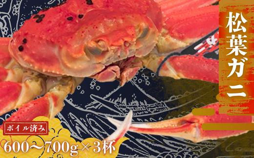 松葉カニ600g～700g×3杯〈ボイル〉松葉ガニ カニ 蟹 新鮮 旬 プレゼント 贈与 お祝い事 贈り物 年末年始 祝辞