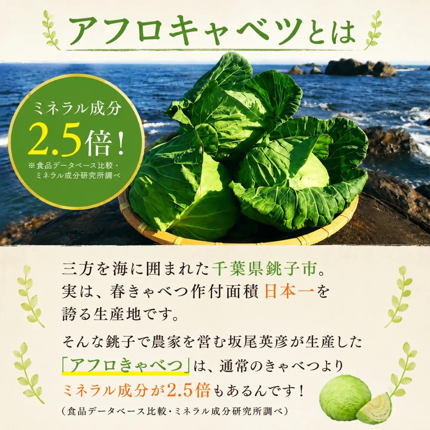 餃子 きゃべつ餃子 120個