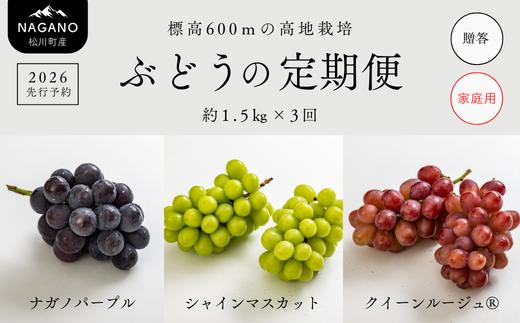 
            【先行予約】 ぶどうの定期便（ナガノパープル／シャインマスカット／クイーンルージュ®） 各 約1.5kg × 3回 贈答用 or 家庭用 ／ 2026年9月上旬～10月頃 配送予定 // 長野県 南信州 種なし 皮ごと 定期便 食べ比べ 贈答 ギフト 訳あり 訳あり品 新鮮 希少 パープル シャイン ルージュ クイーン TK15 TK33
          