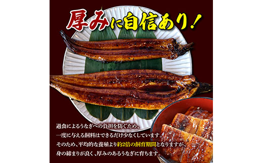 【数量限定！】仁淀川特大肉厚うなぎ3尾セット 