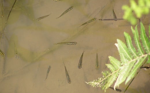 メダカや小さな生き物たちと一緒に育てた安全なお米です。