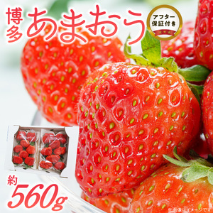 福岡県産あまおういちご　約280g以上×2パック（大粒）【12月?2月発送】_いちご あまおう 約280g 以上 × 2パック 約560g 大粒 果物 フルーツ みずみずしい ジューシー 甘み 酸味 濃厚 ストロベリー パフェ ショートケーキ パンケーキ スムージー サンドイッチ ジャム お菓子作り 福岡県産 久留米市 お取り寄せ 送料無料 〔Fi054〕