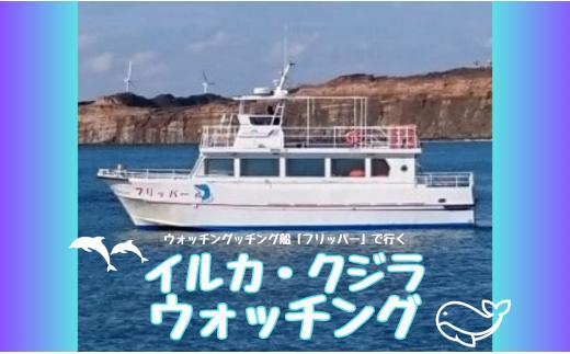ウォッチング船「フリッパー」で行くイルカ・クジラウォッチング