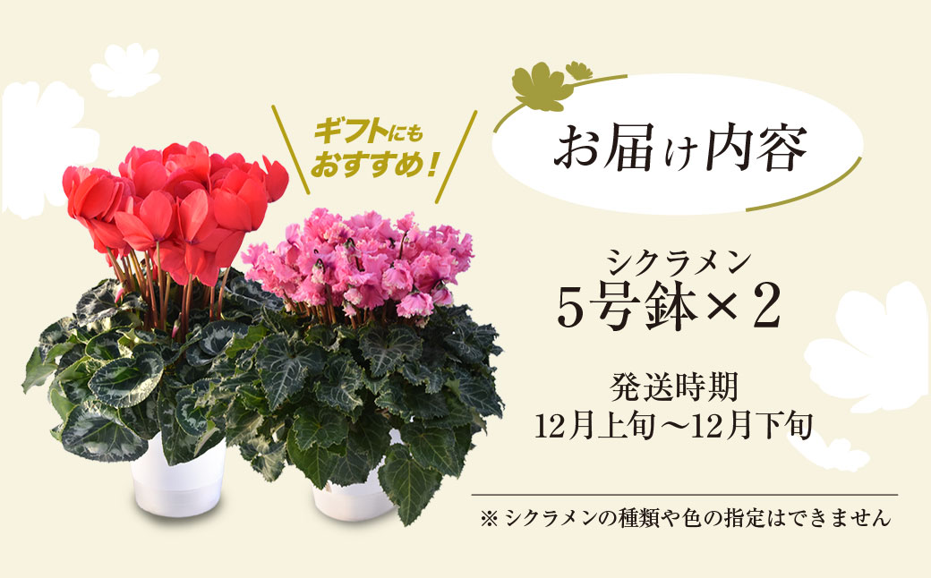 【2026年12月上旬より順次発送！】≪種類・色お任せ≫ シクラメン 5号鉢×2鉢  SMCN002 