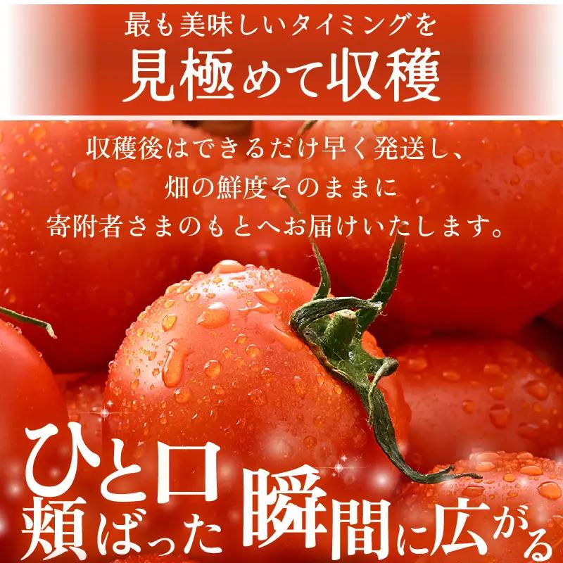 先行予約 完熟ミディトマト 2kg 中玉トマト 2026年10月上旬以降順次発送予定 [A-22102]