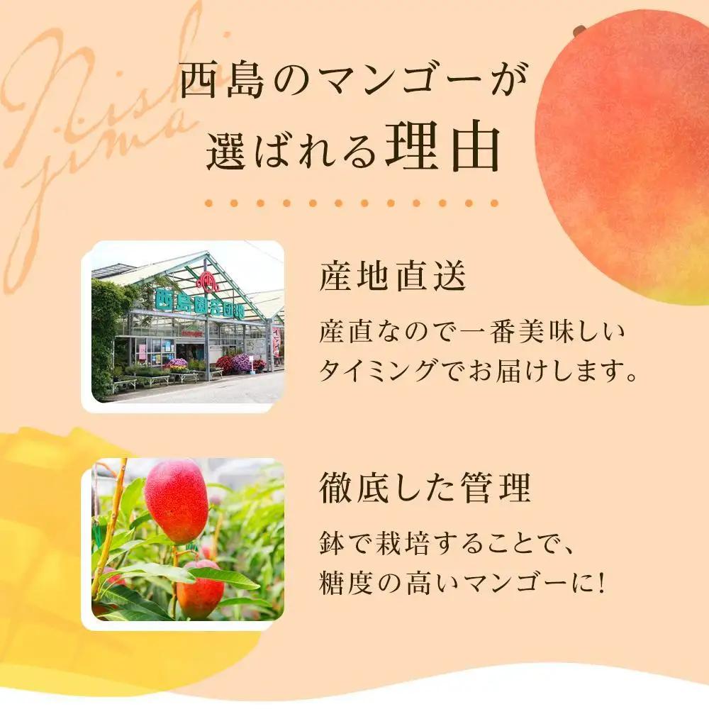 【先行予約 2027年発送】完熟マンゴー 1個 約400g | アップルマンゴー