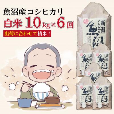 ふるさと納税 十日町市 【毎月定期便】魚沼産コシヒカリ【精米】10kg全6回
