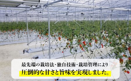 【先行予約】糸島二丈岳 【ふもとのトマト】 サイズおまかせ 約2kg （専用箱入り）【2024年4月以降順次発送】 《糸島》【株式会社 さいかい】[AFL002] トマト とまと 野菜 やさい yas