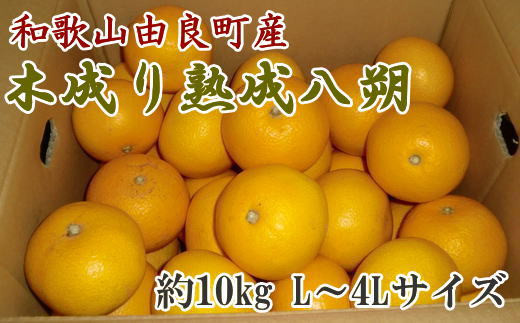  【産直】和歌山由良町産の木成り熟成八朔約10kg（L～4Lサイズをお届け）※2026年3月中旬～2026年4月中旬頃順次発送（お届け日指定不可）/果物 くだもの フルーツ 蜜柑 みかん 【tec876B】