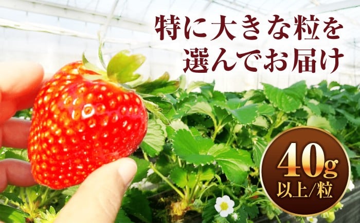 いちご イチゴ 苺 ストロベリー 果物 果実 フルーツ くだもの 岐阜県産 国産