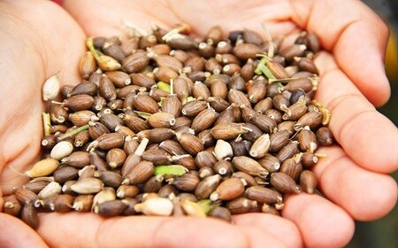 0B4-01 はとむぎ焼酎　恋叶美人（25度・720ml）