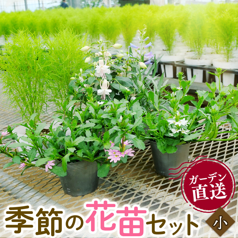 
                  季節 の 花苗 セット ガーデニング 小 寄せ植え 季節 お花 贈り物 フラワー ギフト 庭園 プランター シーズン おすすめ オススメ 駿河 ガーデン プレゼント ギフト 静岡 沼津 母の日 父の日
                