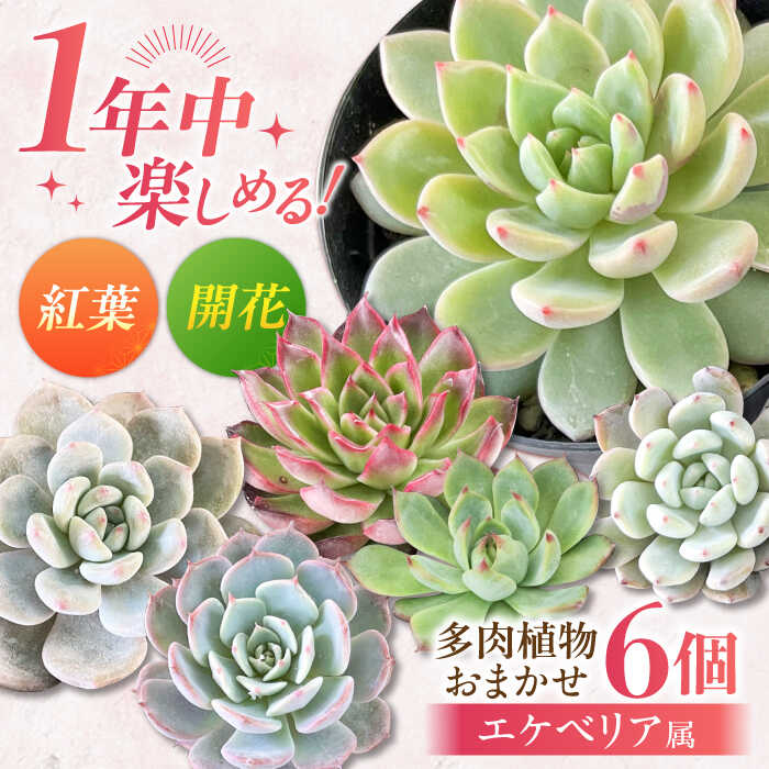 【ふるさと納税】＼大人気！エケベリア属／おまかせ多肉植物詰め合わせ 6個セット / 多肉植物 観葉植物 寄せ植え 用 / 日本花キ流通 / 岐阜県 御嵩町[AVBK001]