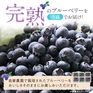 福岡県産 ブルーベリー生果 480g_福岡県産 生果 ブルーベリー 80g × 6パック 計 480g 耳納連山 麓 筑後川 恵み 国産 果物 フルーツ 新鮮 冷蔵 冷凍保存可 デザート グルメ お取
