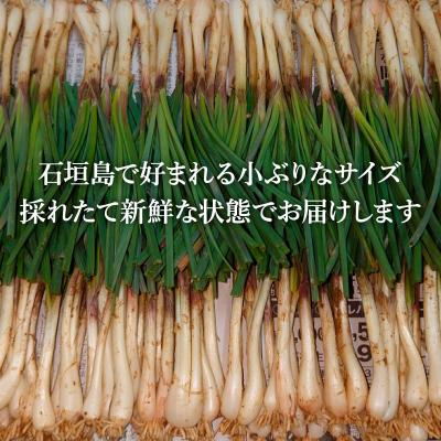 ふるさと納税 石垣市 ≪2026年2月下旬〜5月下旬発送≫採れたて島らっきょう 1kg |  | 02