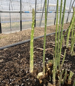 【2025年発送】中富良野町産グリーンアスパラ800g  （L～2Lサイズ混合）【辻本農園】【CB-001】