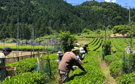 粉末 深炒り 緑茶 50g×5袋 ～日本茶葉100％ パウダー 栽培期間中化学肥料・農薬不使用