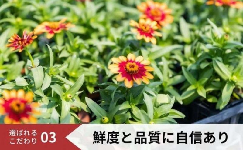 パンジー花苗セット　よく咲くスミレ12ポットセット / 花　パンジー　よく咲くスミレ　花苗　花き品評会理事長賞受賞生産者直送　ガーデニング 花壇 苗 苗木 花の苗 花の苗物
