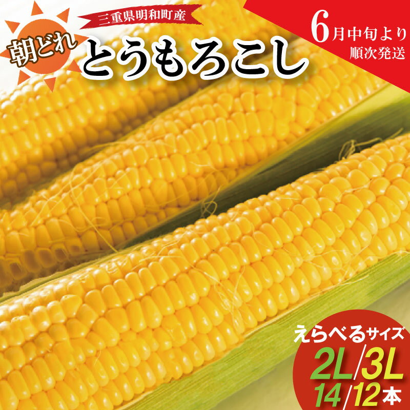 【ふるさと納税】朝採れとうもろこし スイートコーン えらべる 2Lサイズ 3Lサイズ キャンプ BBQ 人気 トウモロコシ 生 野菜 産地直送 朝どれ 甘い 期間限定 国産 旬 夏野菜