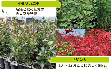 新地町産 苗木5種セット（サザンカ・イロハモミジ・ナンテン・イタヤカエデ・ツバキ） | 木 苗 人気 おすすめ 送料無料 里山 お取り寄せ 福島県 新地町 庭木 庭 森林 山茶花 さざんか いろはもみ