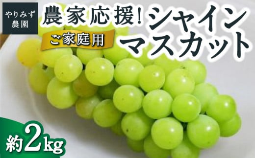 【先行予約】 やりみず農園 農家応援！ ご家庭用 シャインマスカット （約2kg） 【2026年8月下旬～9月上旬より順次発送予定】 葡萄 ぶどう ブドウ 種無し 種なし 果物 くだもの フルーツ 果実 新鮮 フレッシュ お取り寄せ 福岡県 うきは市 冷蔵