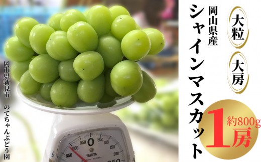 
                  のてちゃんぶどう園 大粒大房の限定シャインマスカット 約800g 1房 【先行予約 2026年9月中旬から順次発送】
                
