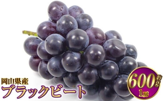 岡山県産 ブラックビート 約600g（1房）【2026年8月上旬～9月上旬発送予定】 ぶどう ブドウ 葡萄