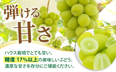 【先行予約】【数量限定】永平寺町産 シャインマスカット 1房　約500g 【2026年8月中旬より順次発送】