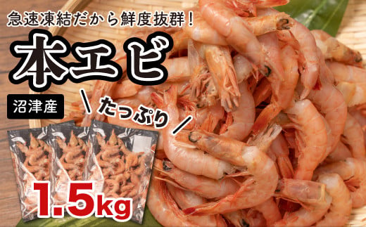 えび 冷凍 海老 Ｍサイズ 1.5kg 500g 3パック 駿河湾 採れたて 鮮度抜群 エビ餃子 エビチリ エビ餃子