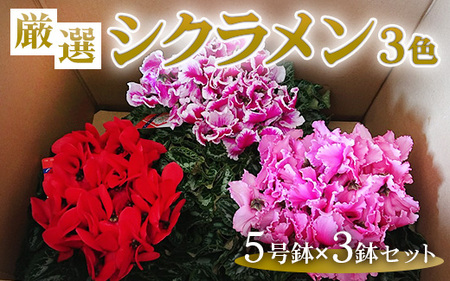 厳選シクラメン5号鉢×3鉢セット ハウスの中から厳選した3色【花・シクラメン・鉢】※2025年11月下旬～12月下旬頃に順次発送予定 ※北海道への配送不可 ※着日指定不可