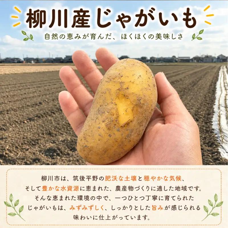 じゃがいも 訳あり 4kg TNK013 じゃがいも
