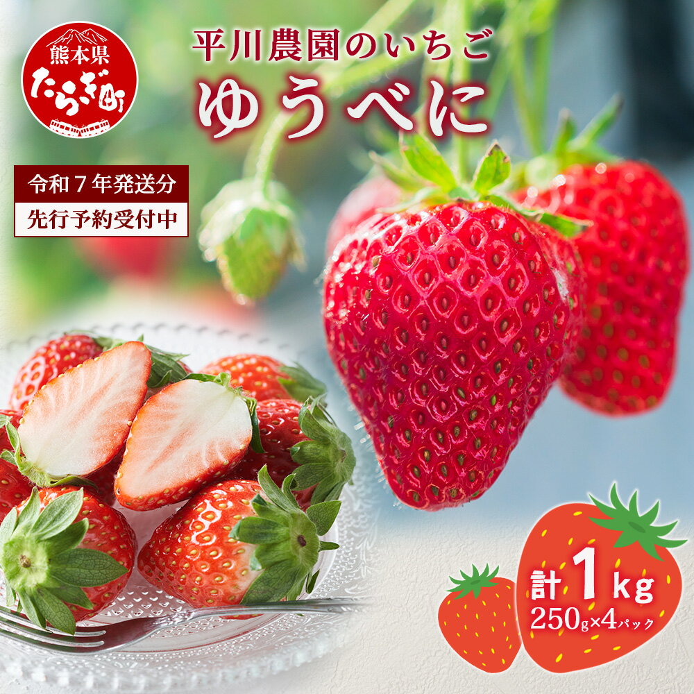 【ふるさと納税】＼2026年出荷分／ 熊本県産 いちご ゆうべに 1箱 (250g×4パック) 計1kg 先行予約 イチゴ 果物 フルーツ 熊本県 多良木町 農園直送 新鮮 フレッシュ イチゴ パック 苺 フルーツ 果物 春 名産 ビタミン 旬 くだもの 果実 【2026年3月～発送】 送料無料