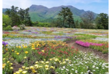 【非加熱・純粋はちみつ】山の花々からとれた濃厚な甘さの百花蜜600g