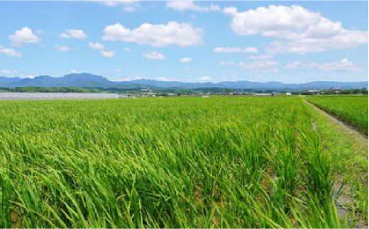菊鹿の米 ヒノヒカリ 5kg【有限会社 あそしな米穀】 [ZBI016]