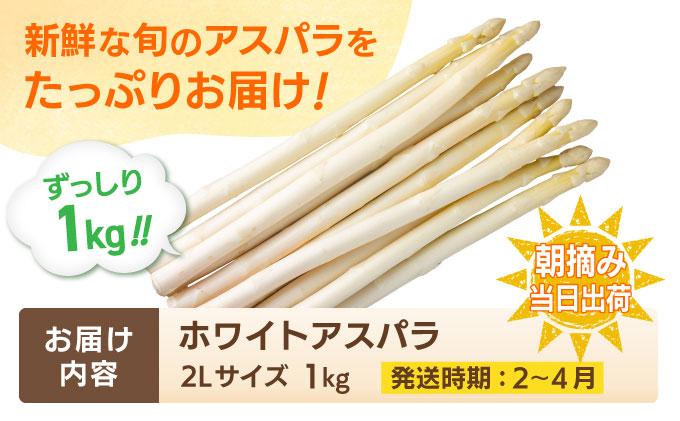 数量限定 ホワイトアスパラガス 2L 1kg 朝採り 朝採れ 直送 グリーンアスパラガス アスパラ 【2月～4月お届け】 BT02w ホワイト【2月〜4月お届け】