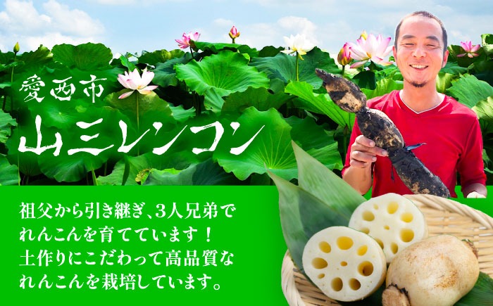 ＼毎年10月より順次発送／土付き鍬掘り レンコン（愛知県愛西市産）5kg れんこん 蓮根 産地直送 愛西市 / 株式会社山三レンコン [AEBK002]