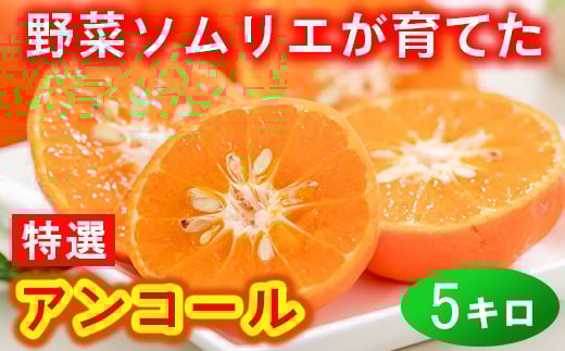 野菜ソムリエ石児さんの「特選 アンコール 5kg（2.5kg×2箱）」 ミカン みかん 蜜柑 柑橘 5kg 甘い 柑橘類 アンコール アンコールオレンジ フルーツ 先行予約 ＜103-022＞