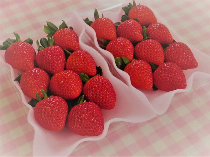 【ふるさと納税】 いちごハウスAYAのあまりん　250g×2パック ／ あまりん 甘い ジューシー フルーツ 特選 フレッシュ 冷蔵 旬果物 手土産 朝食 デザート 子ども 喜ぶ 果実 プレミアム 250g いちご 苺 果物 埼玉県 秩父 おすすめ返礼品 送料無料 No.376