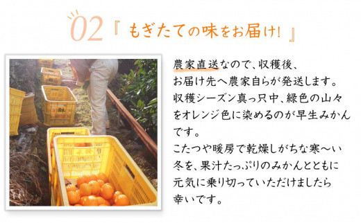 みかん 訳あり 早生みかん 5kg 大小混合 まごころ産直みかん 【11月より順次配送】温州みかん 和歌山みかん 下津みかん しもつみかん ミカン 蜜柑 和歌山ミカン 和歌山蜜柑 mikan 訳アリ 