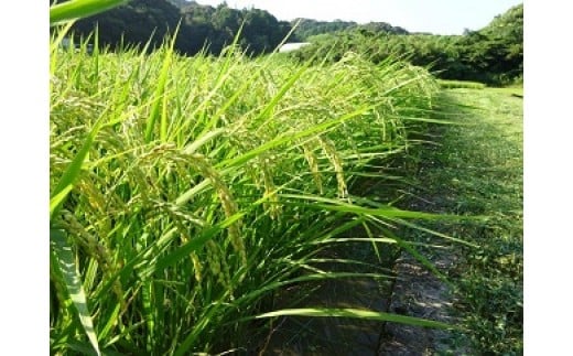 
            令和7年産 新米 コシヒカリ 5kg  7日以内発送 すくも産 2025年産 おこめ 精米 R7 ご飯 ごはん 送料無料 白米 こめ コメ ふるさと納税 ふるさと 宿毛市 高知県
          