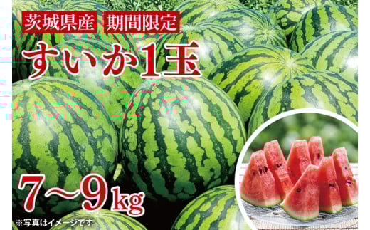【先行予約】西瓜 7㎏～9㎏（1玉入）【山崎農園】（2025年5月下旬～7月中旬頃にお届け）【茨城県 阿見町 スイカ 1玉 すいか 西瓜 果物 くだもの フルーツ 国産 甘い 送料無料】（70-01-1）