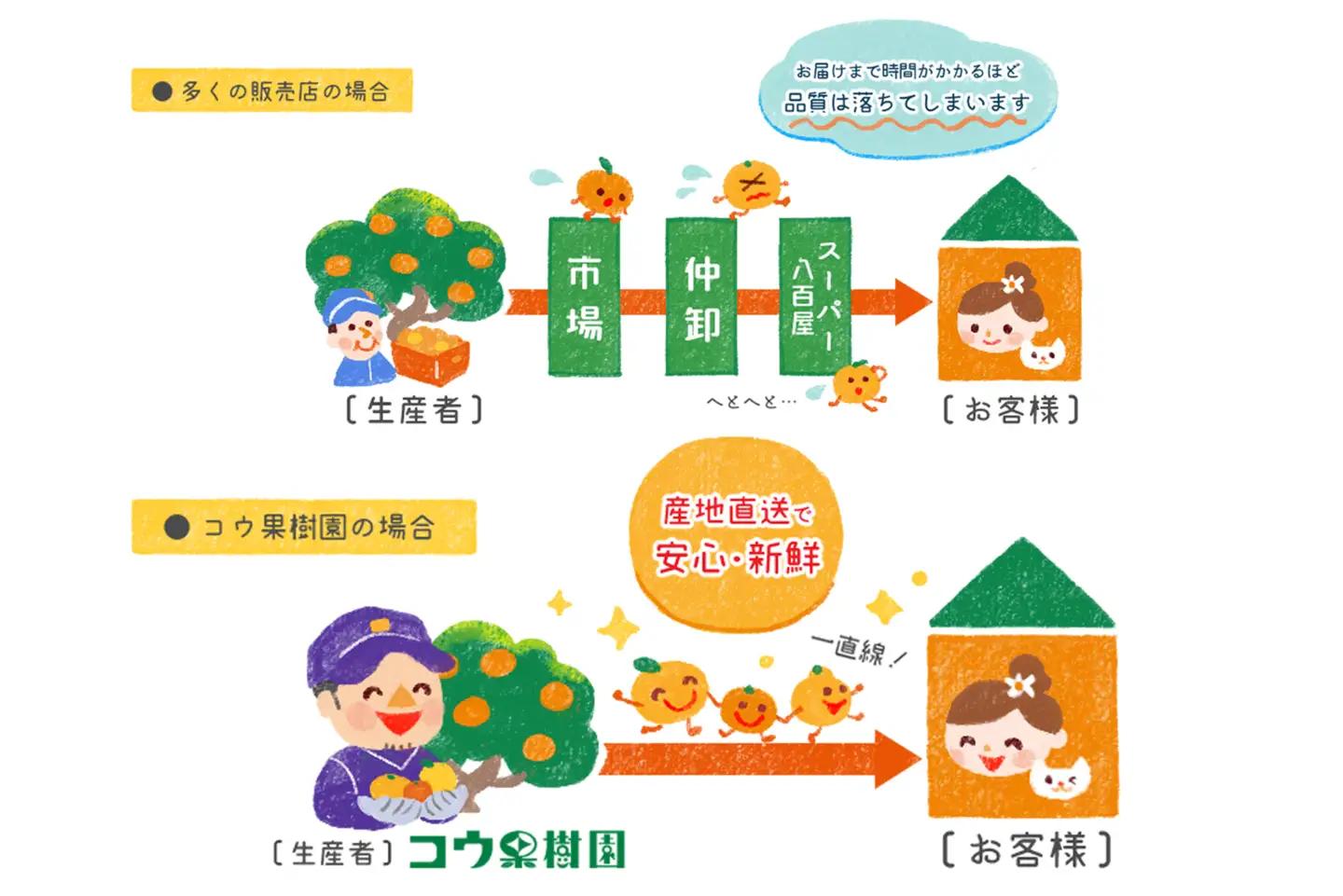 コウ果樹園の【厳選】甘平2kg YWTG031