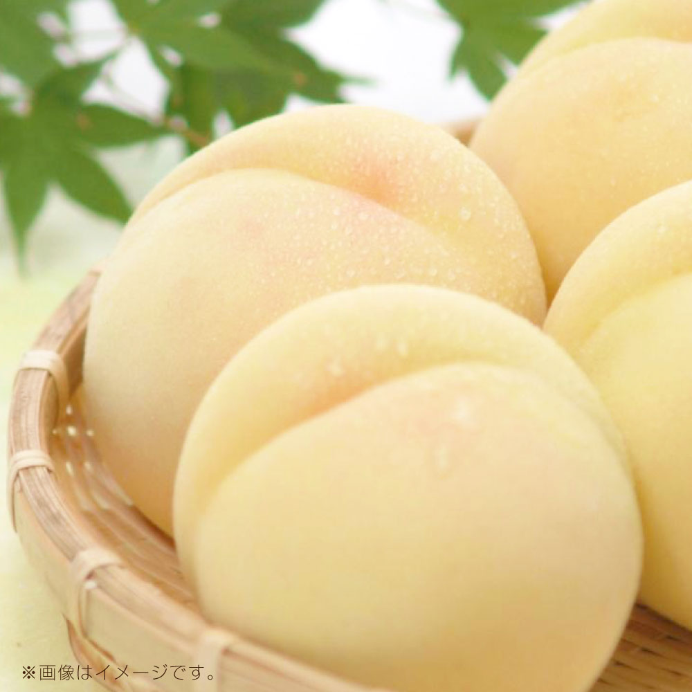 【ふるさと納税】岡山県産 白桃 約1.2kg（4～6玉）・約1.3kg（5～7玉）・約1.8kg（7～9玉） ＜選べる内容量＞ 果物 もも 産地直送 色白 なめらか 【2026年7月上旬～7月下旬迄順次発送予定】