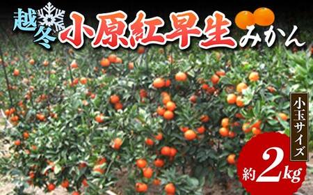 【先行予約2027年1月～2027年2月頃お届け】 越冬小原紅早生みかん (小玉サイズ) 約2kg みかん 果物 くだもの フルーツ デザート 小玉 越冬 早生 オリジナル品種 食品 名産 四国 F5
